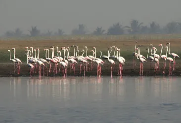 Bird Sanctury Nandur Madhyameshwar